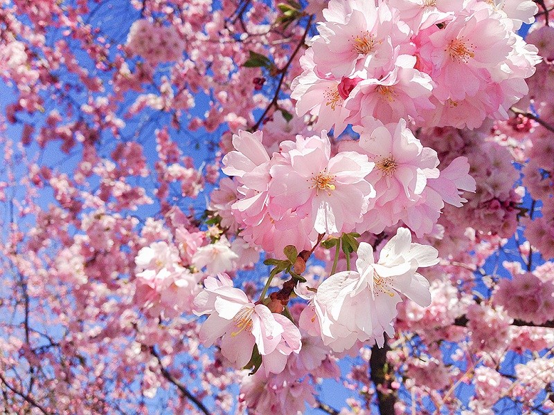 50 hình nền hoa anh đào Nhật Bản siêu đẹp và lãng mạn